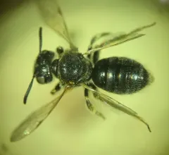 Protandrena renimaculata thumbnail 2