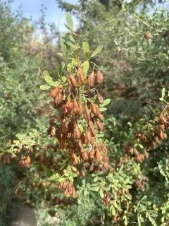russian salt tree thumbnail 2