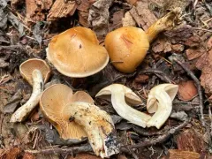 Thaxterogaster vespertinus thumbnail 1