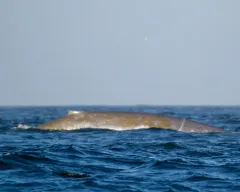 Blue Whale thumbnail 3