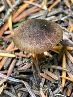 Inocybe bufonia thumbnail 2