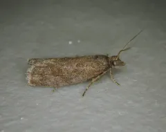 Epinotia myricana thumbnail 2