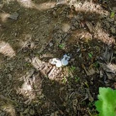 Western White-Ribboned Carpet thumbnail 4