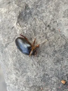 Graphoderus fascicollis thumbnail 4