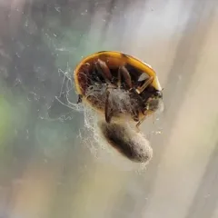 Ladybird Parasitoid Wasp thumbnail 1