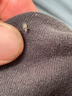 Psocus leidyi thumbnail 3