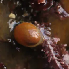 Limneria prolongata thumbnail 2