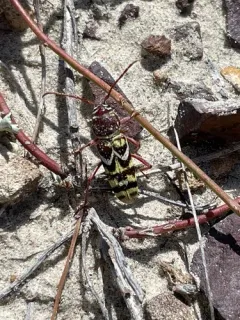 Megacyllene angulifera thumbnail 4