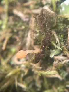 Bryoglossum gracile thumbnail 4