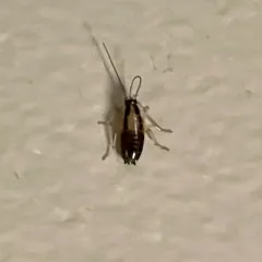 German Cockroach thumbnail 4