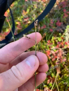 loose-flowered alpine sedge thumbnail 3