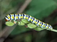 Clouded Crimson Moth thumbnail 3