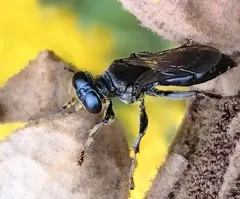 Larropsis distincta thumbnail 4
