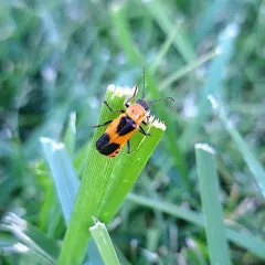 Colorado Soldier Beetle thumbnail 2