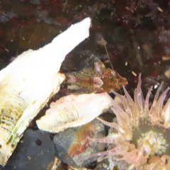Calico Sculpin thumbnail 2