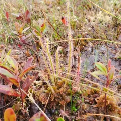 Thread-leaved Sundew thumbnail 3