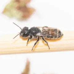 Megachile angelarum thumbnail 4