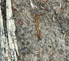 Western Fire Centipede thumbnail 3