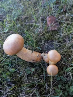 Gymnopilus subspectabilis thumbnail 3