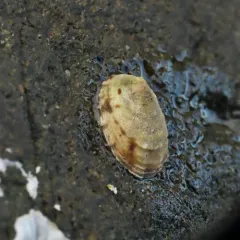 Pharcidia balani thumbnail 3