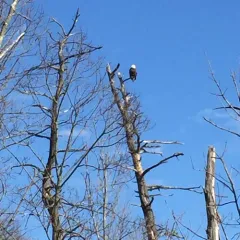 Bald Eagle thumbnail 5
