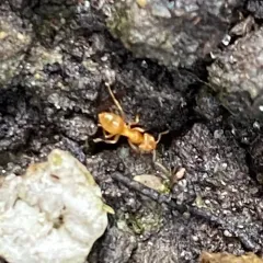 Hairless Rover Ant thumbnail 4