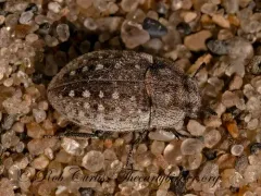 Ammodonus fossor thumbnail 3