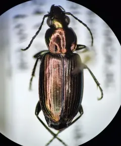 Agonum suturale thumbnail 4