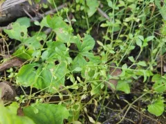 Bog Stitchwort thumbnail 3