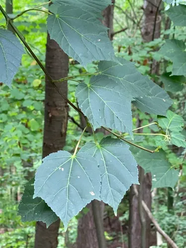 Manchurian Striped Maple