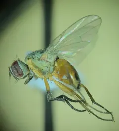 Bermudagrass Stem Maggot thumbnail 4