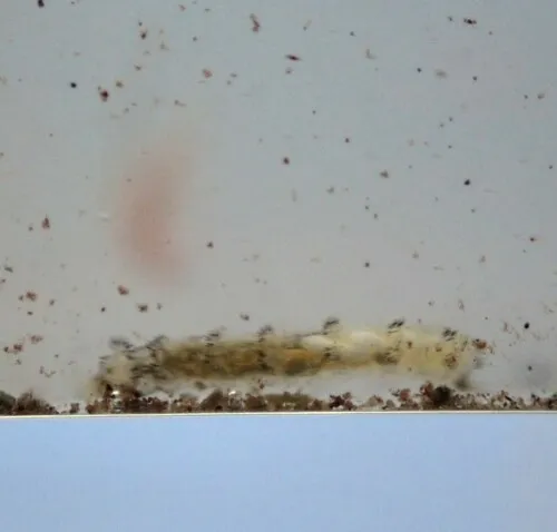 Alkali Fly
