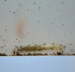 Alkali Fly thumbnail 1