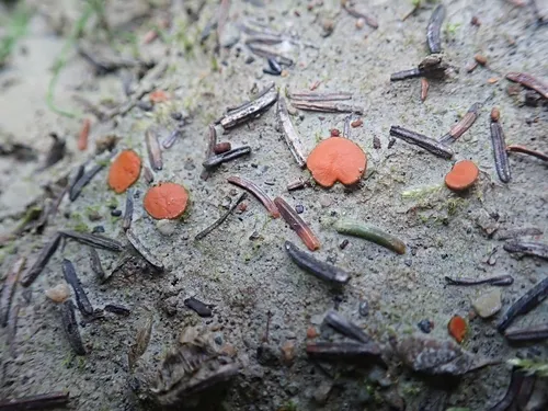 orange cup