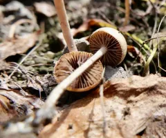 dung-loving Deconica thumbnail 4
