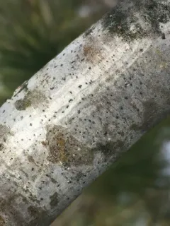 Arthonia hypobela thumbnail 3
