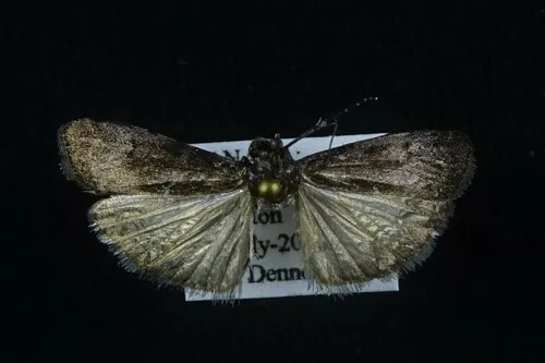 Phobus funerella