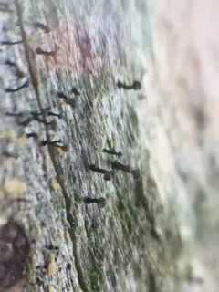 Brown-head Stubble Lichen thumbnail 2