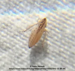 Red-Tailed Leafhopper thumbnail 4