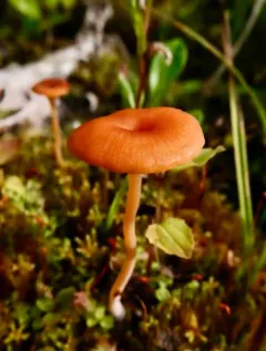 liverwort navel thumbnail 2