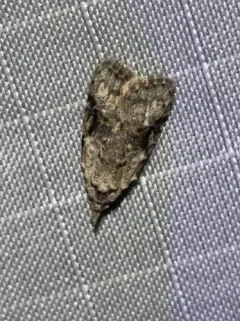 Currant Fruitworm Moth thumbnail 4
