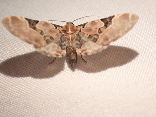 Eupithecia stellata