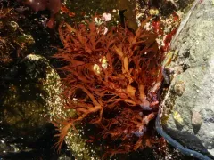 Farlowia mollis thumbnail 4