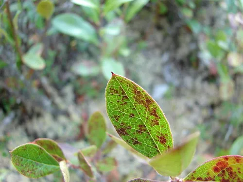 dwarf huckleberry