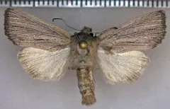 Benjaminiola colorada thumbnail 3