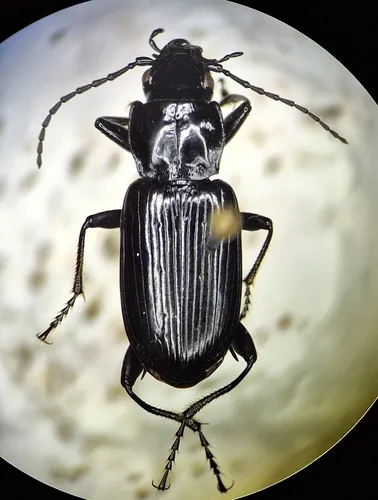 Diplous californicus