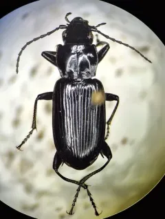 Diplous californicus thumbnail 1