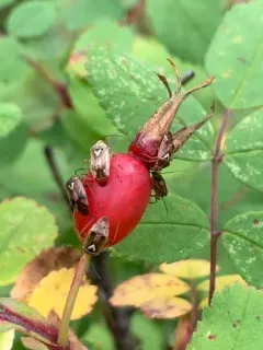 European Tarnished Plant Bug thumbnail 3