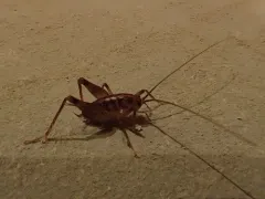Short-legged Camel Cricket thumbnail 3