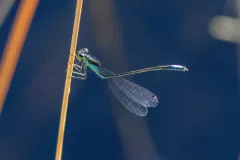 Black-fronted Forktail thumbnail 2